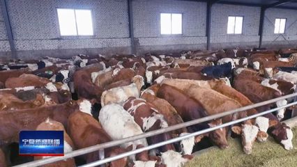 山海攜手 共謀小康!26載閩寧協(xié)作開創(chuàng)經(jīng)貿(mào)往來新局面